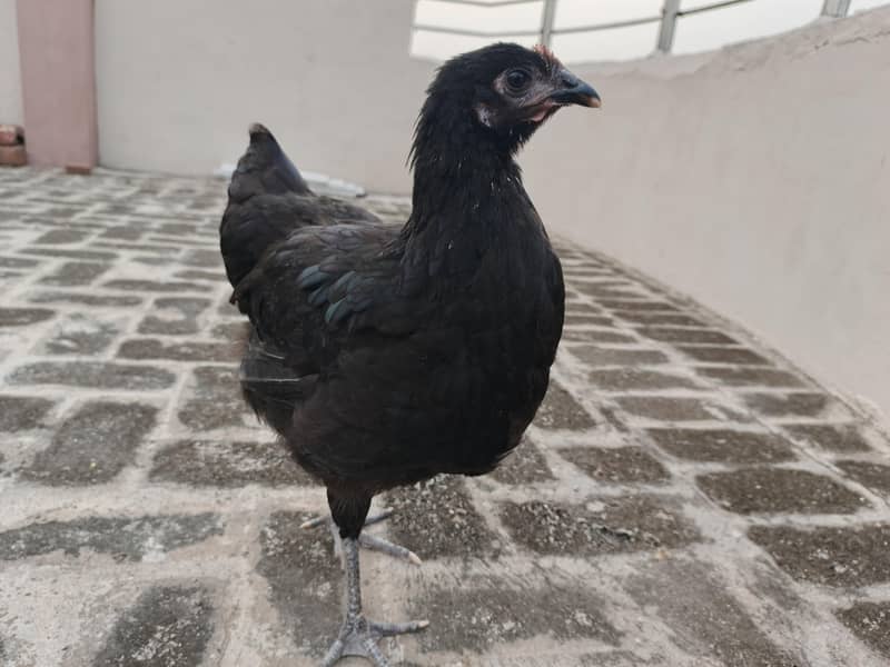 Australorp hen's 4
