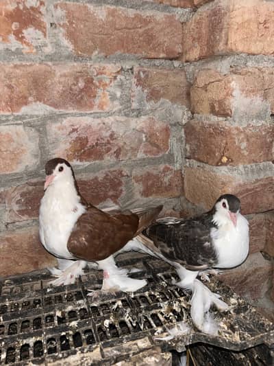 Sherazi pair
