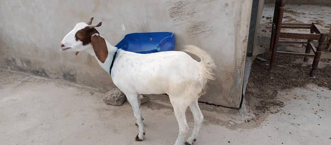 2 dant bakri available for sale