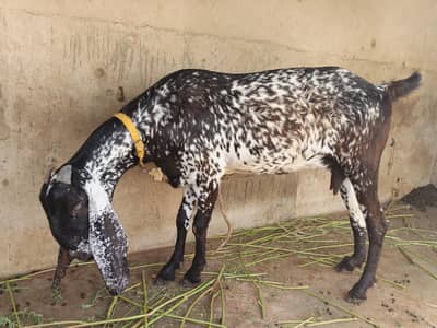 Makachini bakri