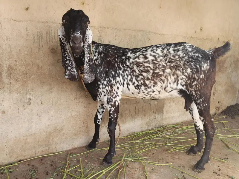 Makachini bakri — photo 2