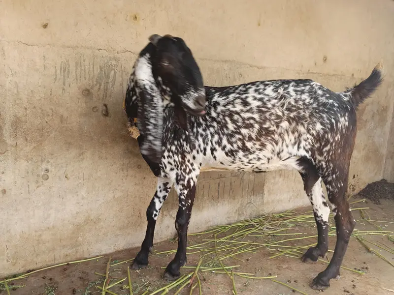 Makachini bakri — photo 3