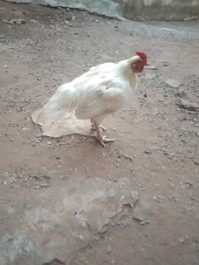 pair asir morga sale