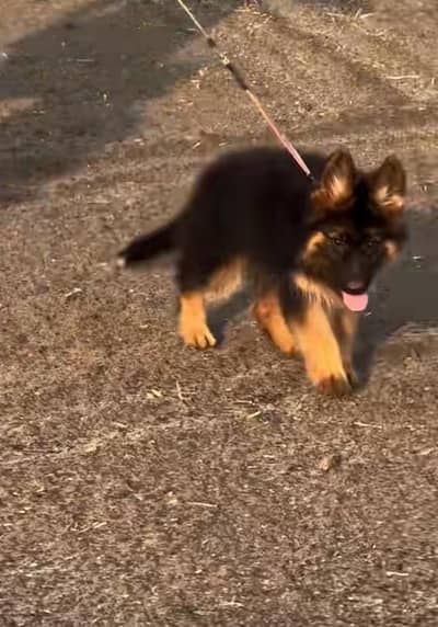 German Shepherd long coat puppies for sale  WhatsApp my 03469014953