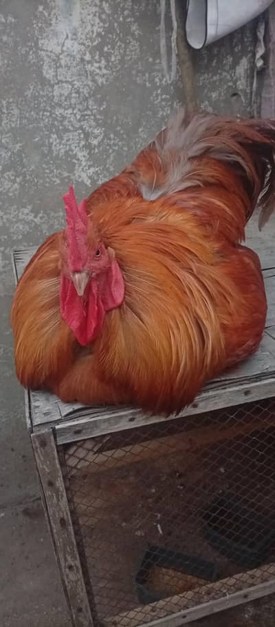 Golden Buff Hen