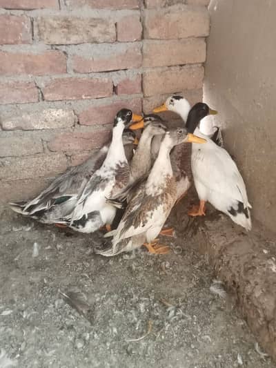 Male Ducks Available 03026203803  Contact Me
