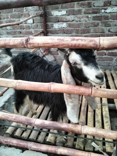 Bakra for sale