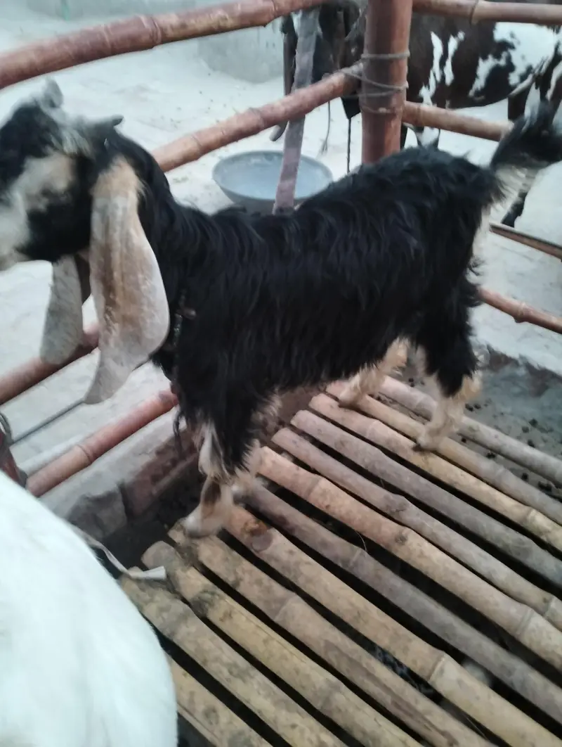 Bakra for sale — photo 2