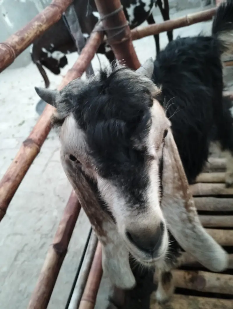 Bakra for sale — photo 3