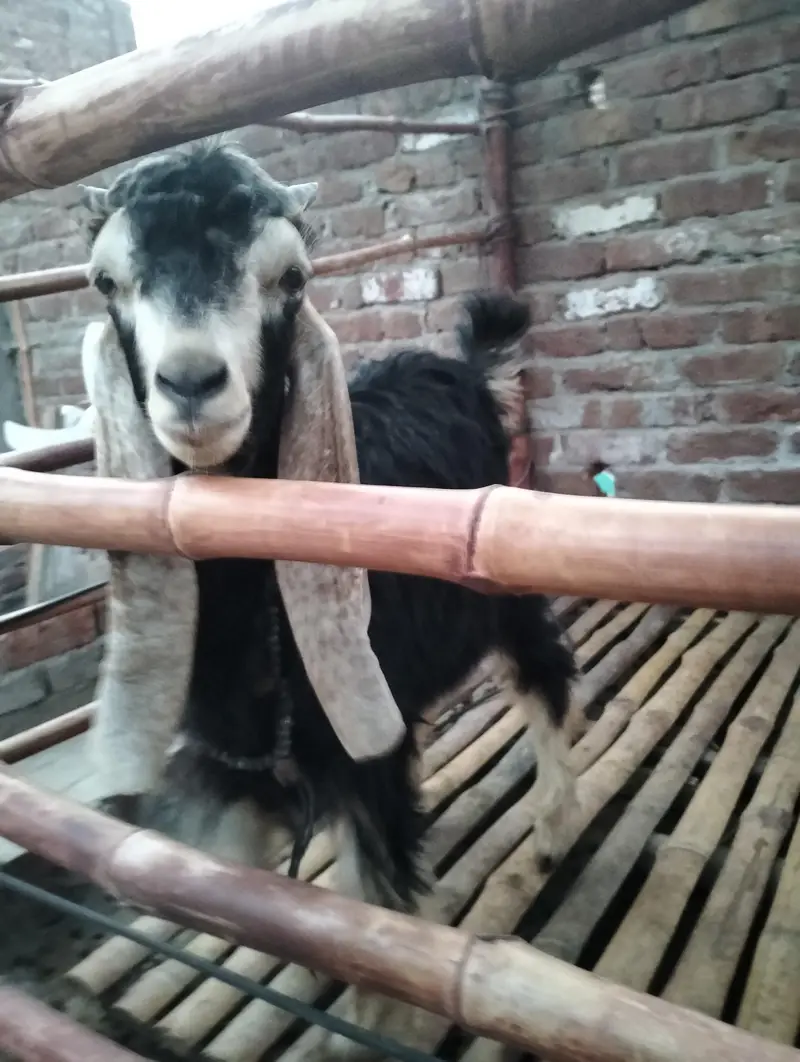 Bakra for sale — photo 4