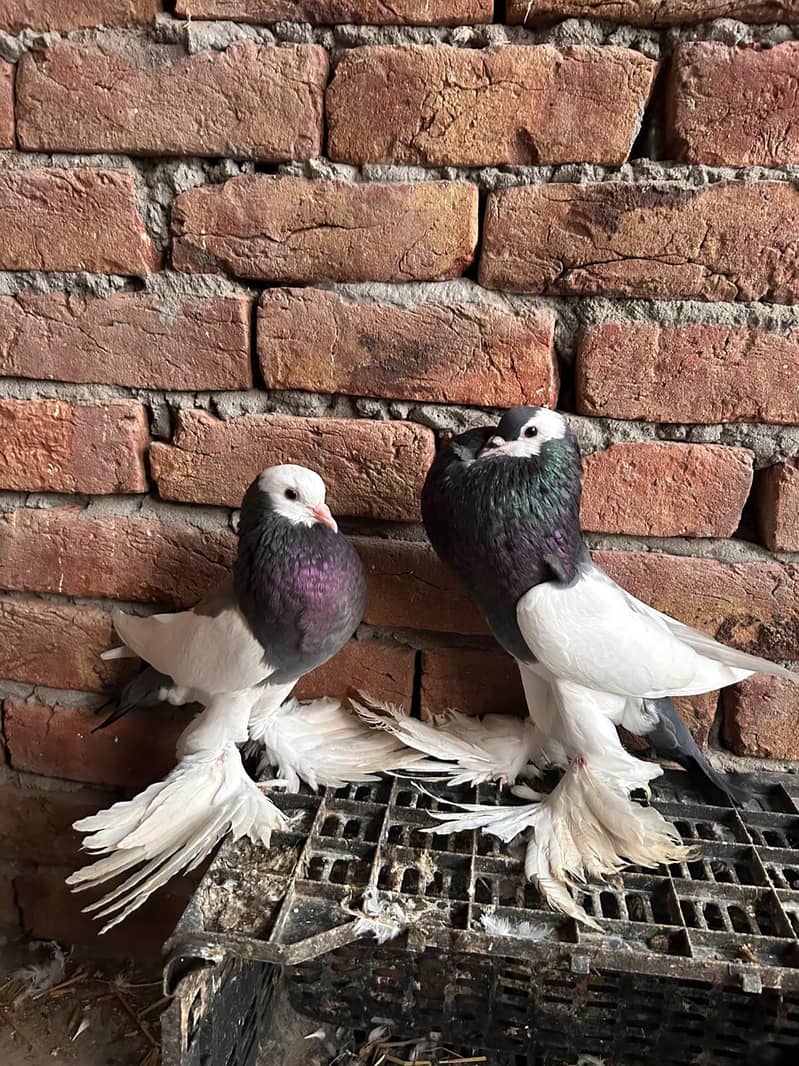 Blue reversewing pouter breeder pair 1