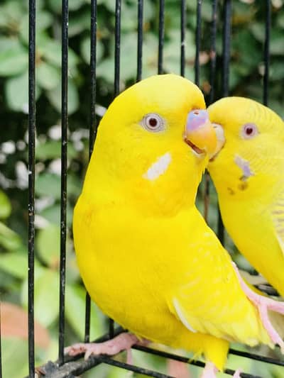 Australian Red Eyes pair breeder