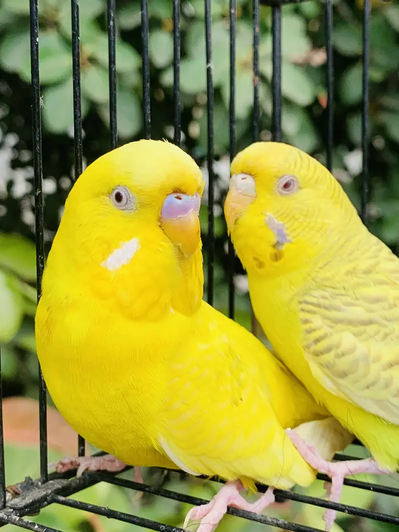 Australian Red Eyes pair breeder — photo 2