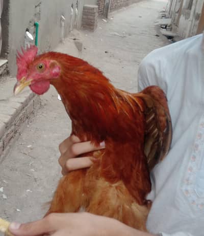 golden murgha for sale