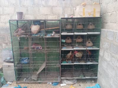 12 portion iron cages for sell
