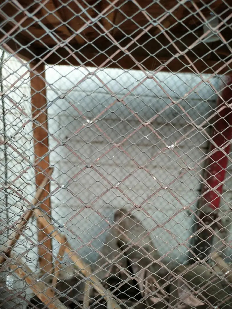 "Large Bird Cage – Sturdy and Clean". — photo 7