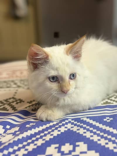 Persian Male Kitten Doll Face
