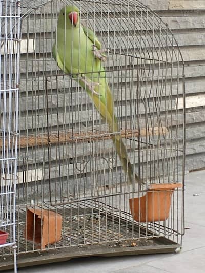 parrot sale