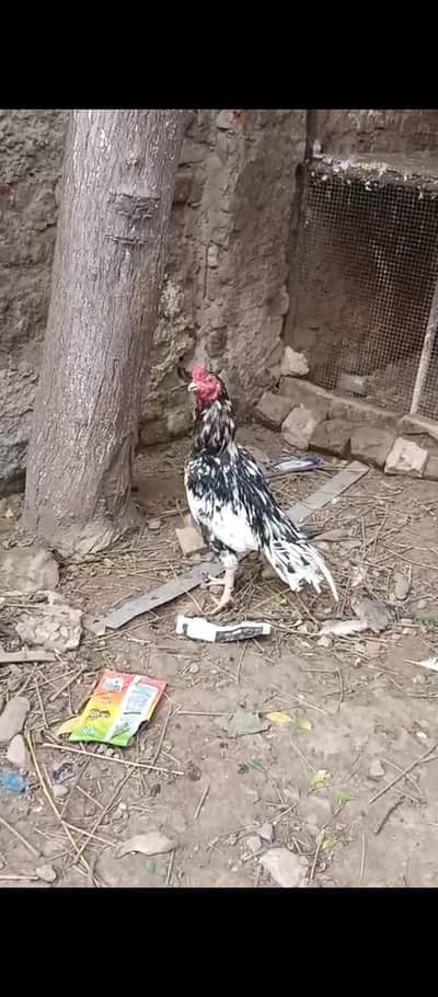 bht acha murgha hai jis bhai ko smj aye rabta kray
