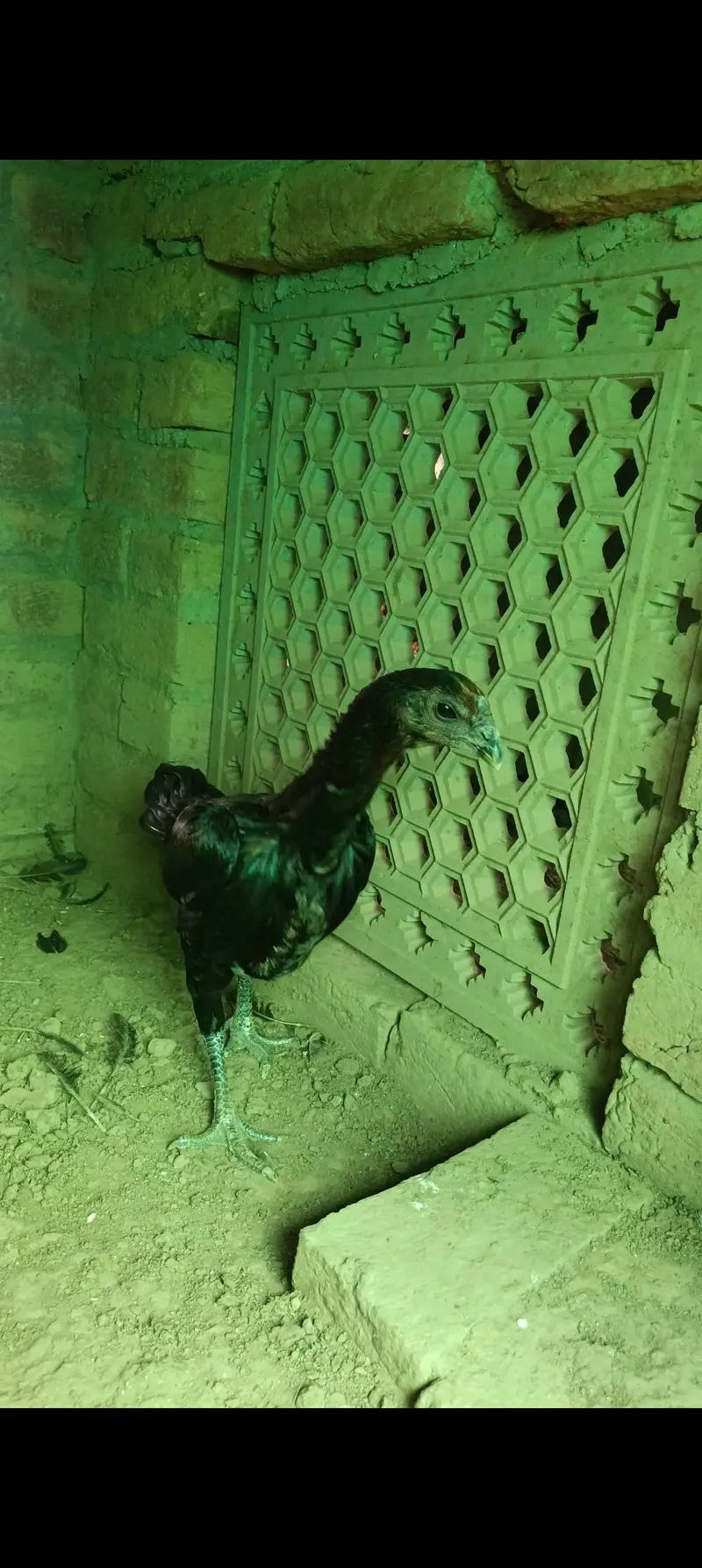Dragon female — photo 2