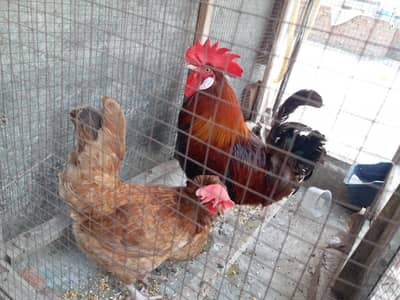 Desi egg laying pair for sale