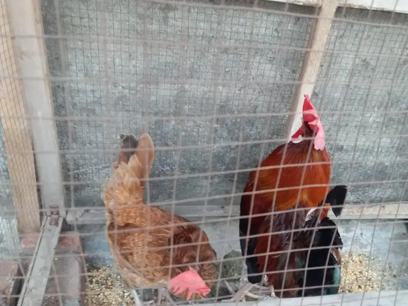 Desi egg laying pair for sale — photo 2