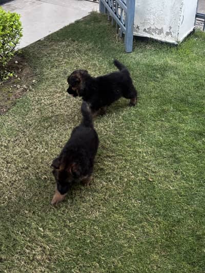 2 female puppy