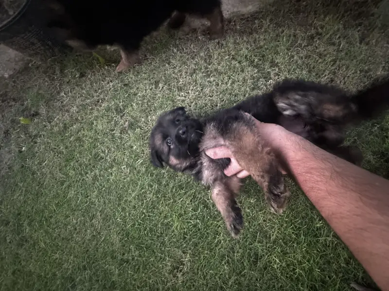 2 female puppy — photo 2