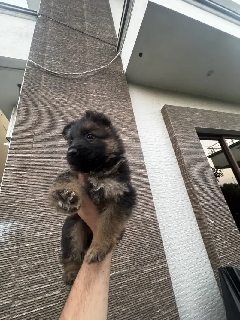 2 female puppy — photo 3