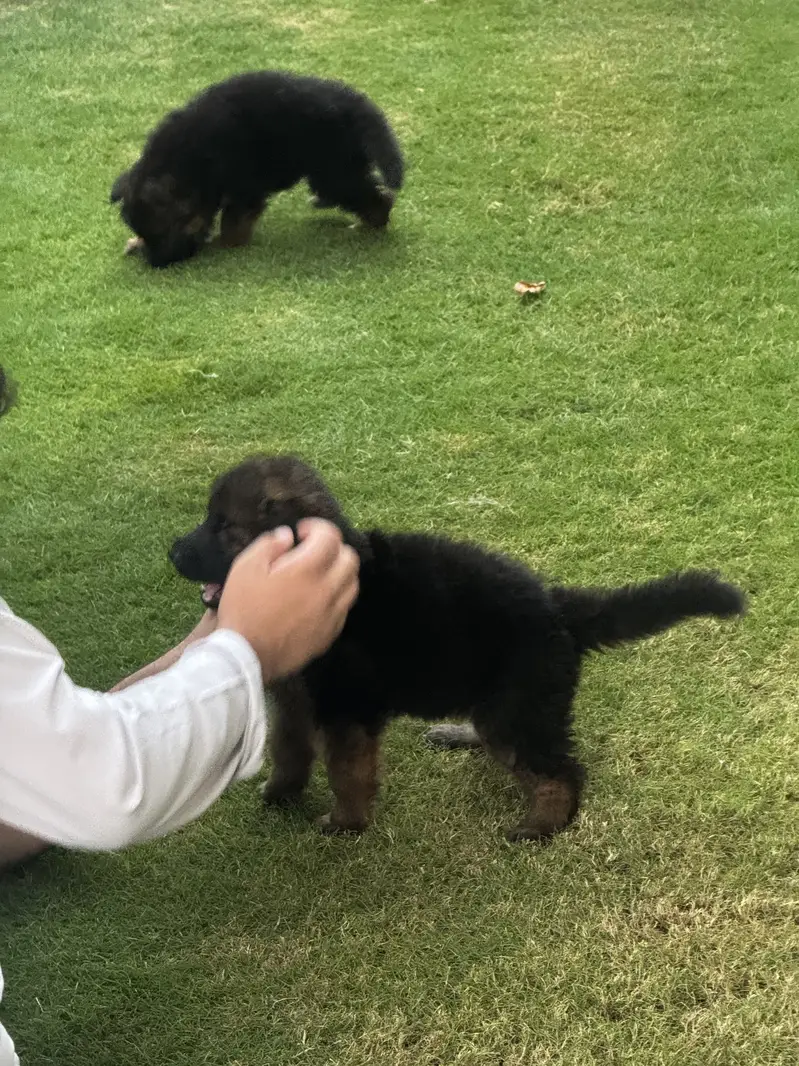 2 female puppy — photo 4