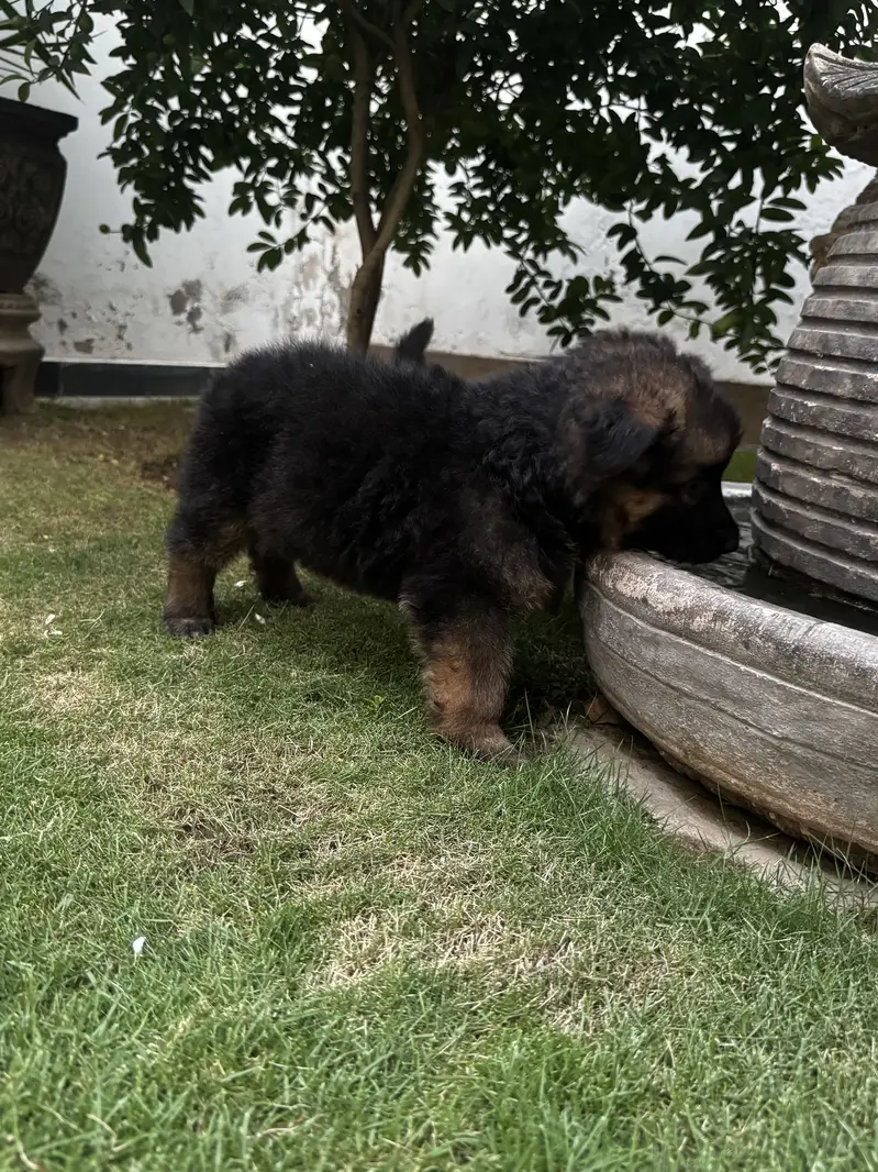 2 female puppy — photo 5