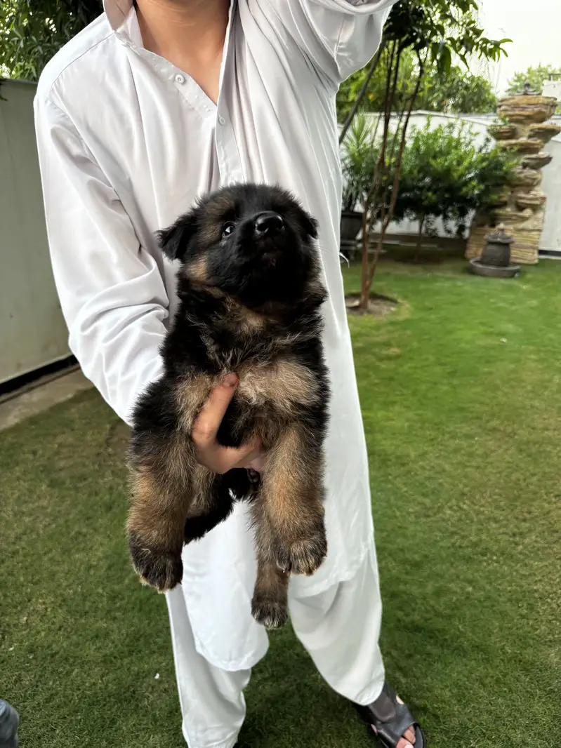 2 female puppy — photo 6