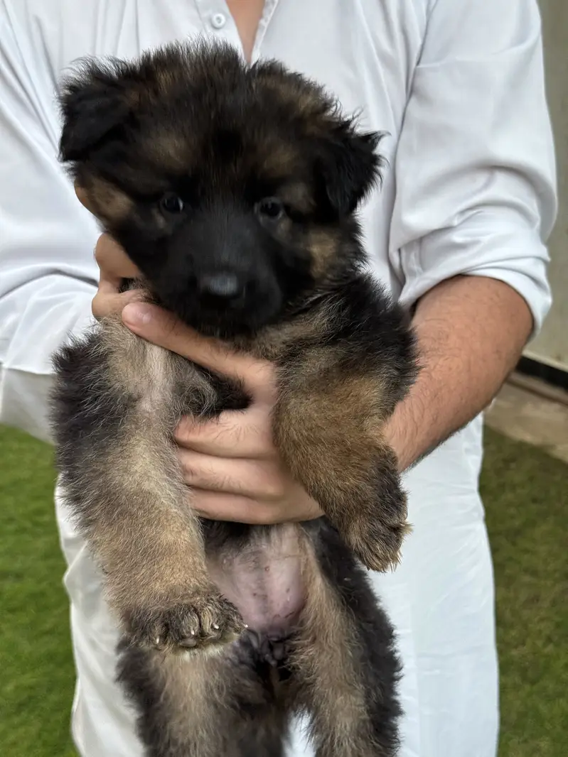 2 female puppy — photo 7