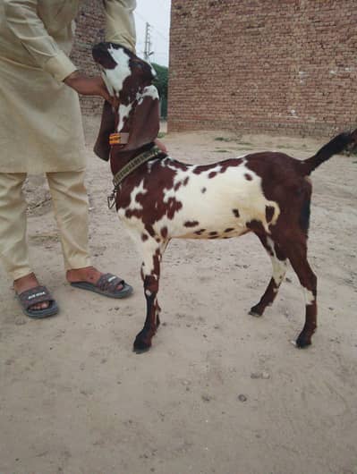 betal path for sale