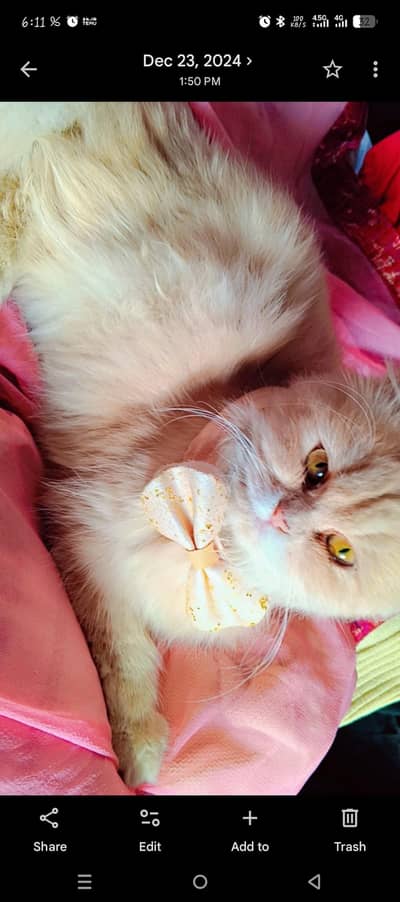 Persian golden brownish cat