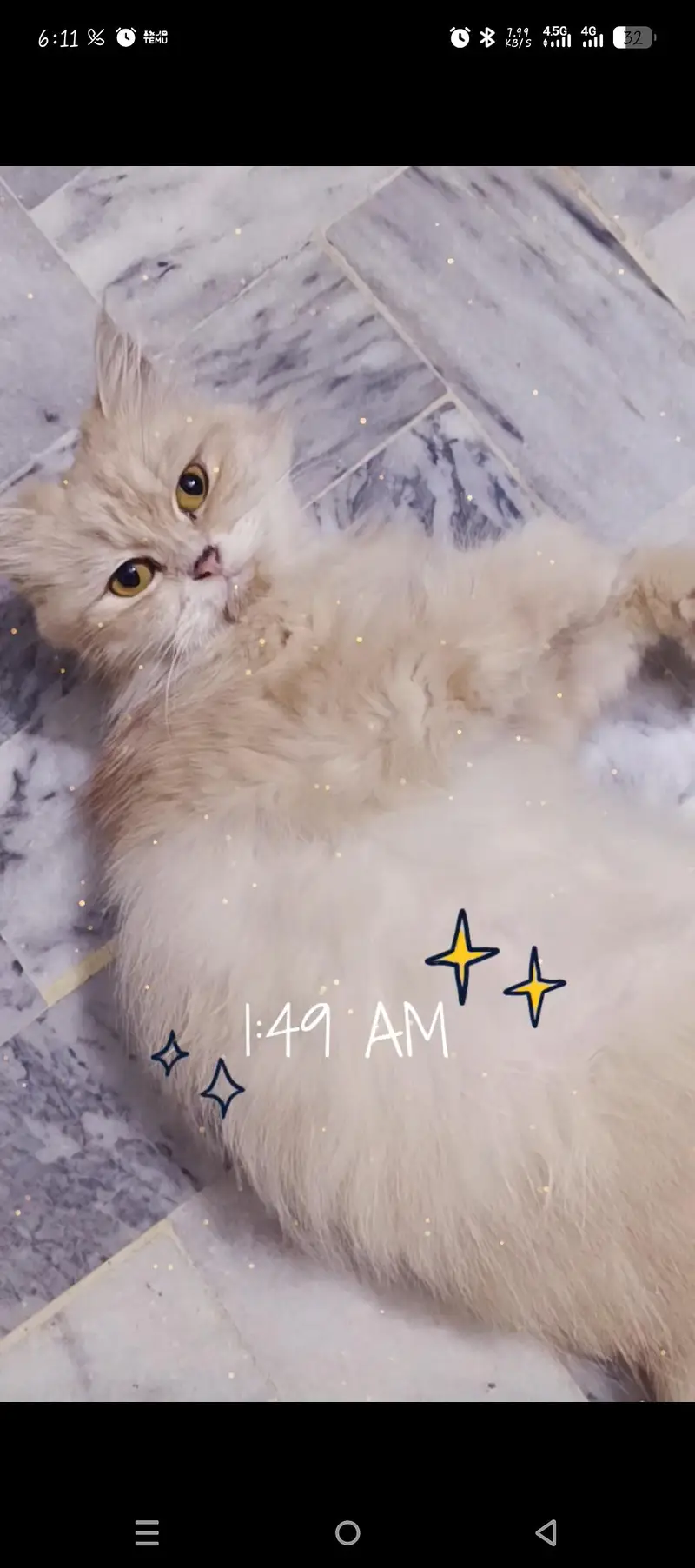 Persian golden brownish cat — photo 3