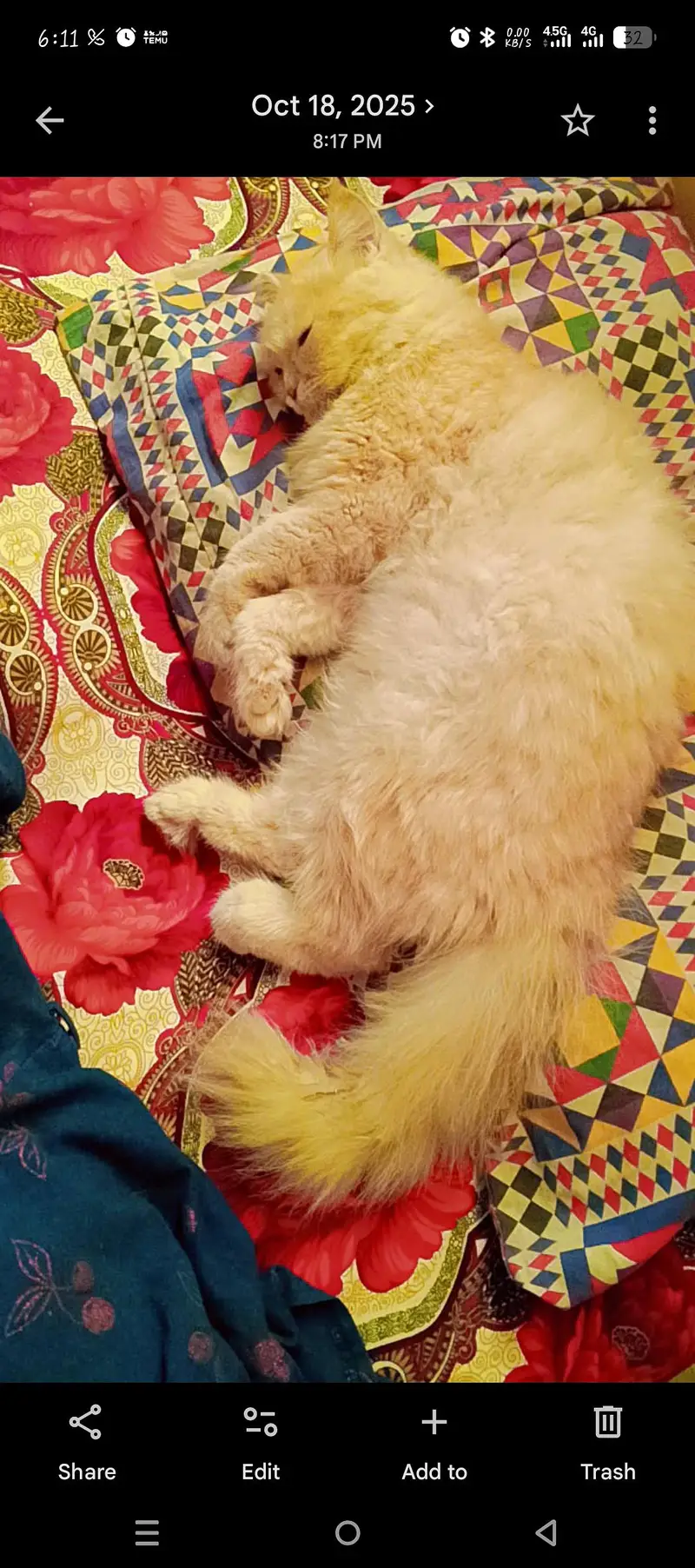 Persian golden brownish cat — photo 4