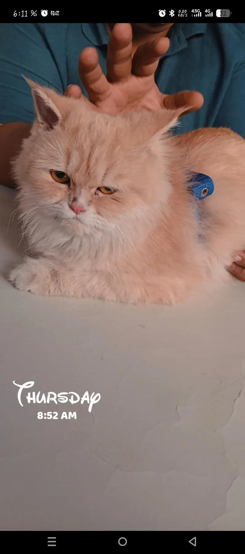 Persian golden brownish cat — photo 6