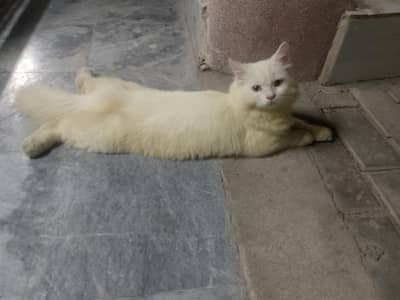 cats for sale