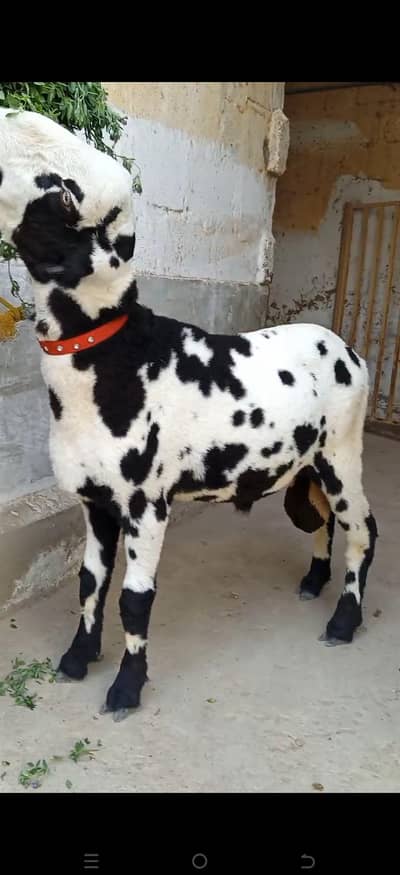 Mundra jori Available FOR SALE LOCATION KARACHI ORANGI TWON