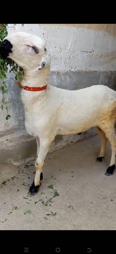 Mundra Dumba FOR SALE LOCATION KARACHI ORANGI TWON