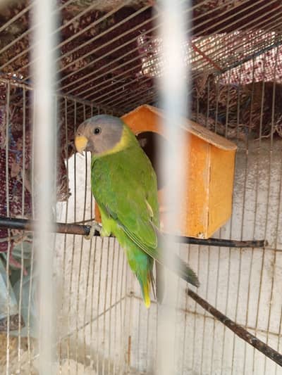 plum head indian ringneck