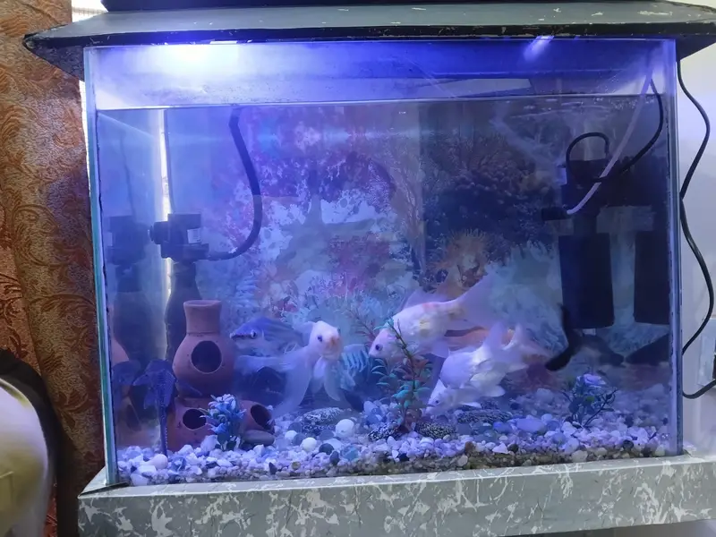 fish aquarium with filter ac and dc and fishes — photo 2