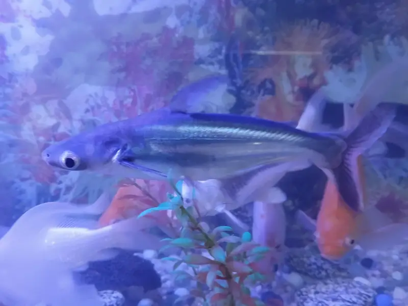 fish aquarium with filter ac and dc and fishes — photo 3