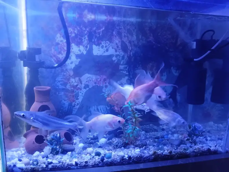 fish aquarium with filter ac and dc and fishes — photo 4
