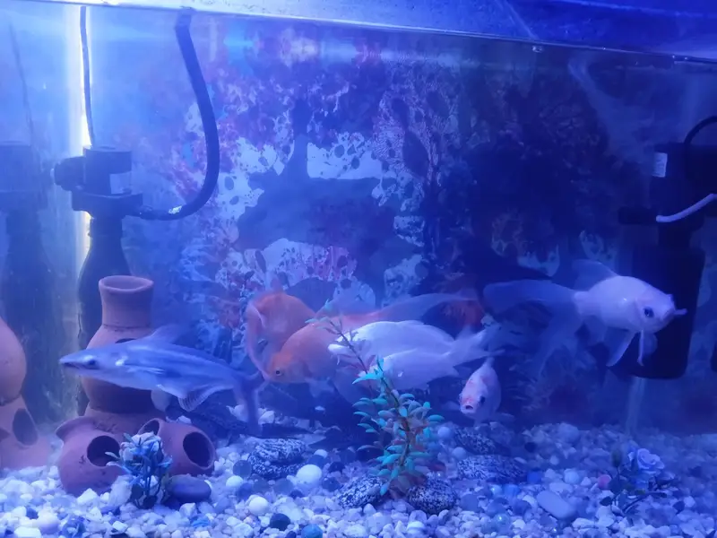 fish aquarium with filter ac and dc and fishes — photo 5