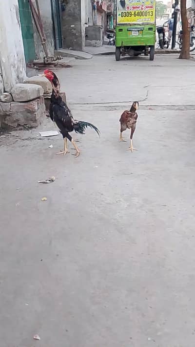 black couler and black pao