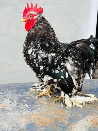 molted Cochin bantam male white Cochin bantam male