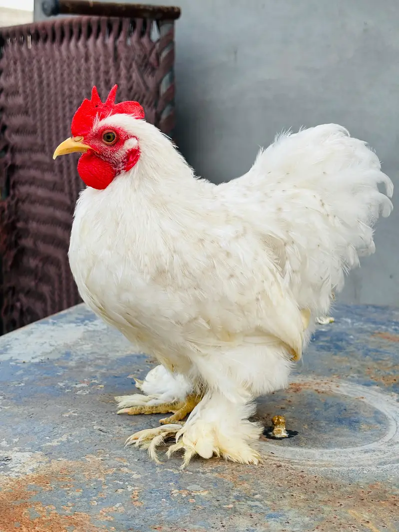 molted Cochin bantam male white Cochin bantam male — photo 2