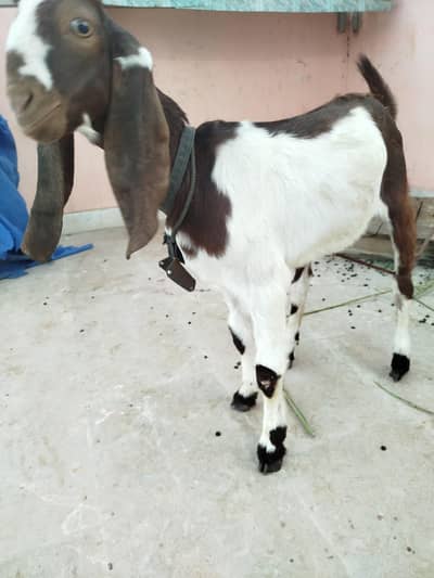 Bakra for sale